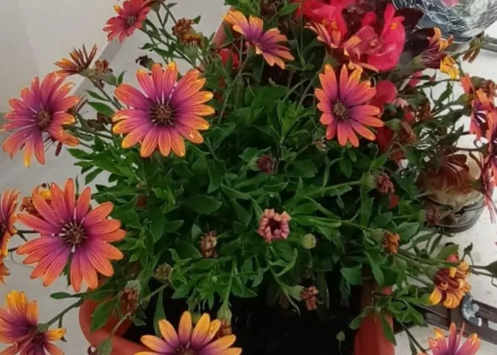 Bila Lumbrela Apartment *