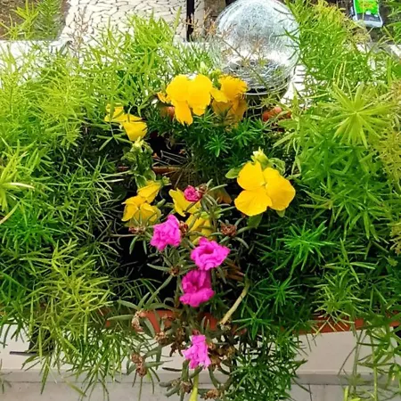 Bila Lumbrela * Supetar