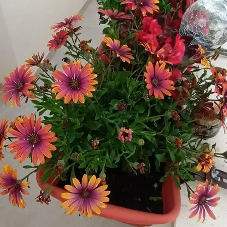 Bila Lumbrela Apartament *