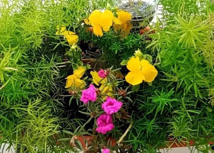 Bila Lumbrela * Supetar